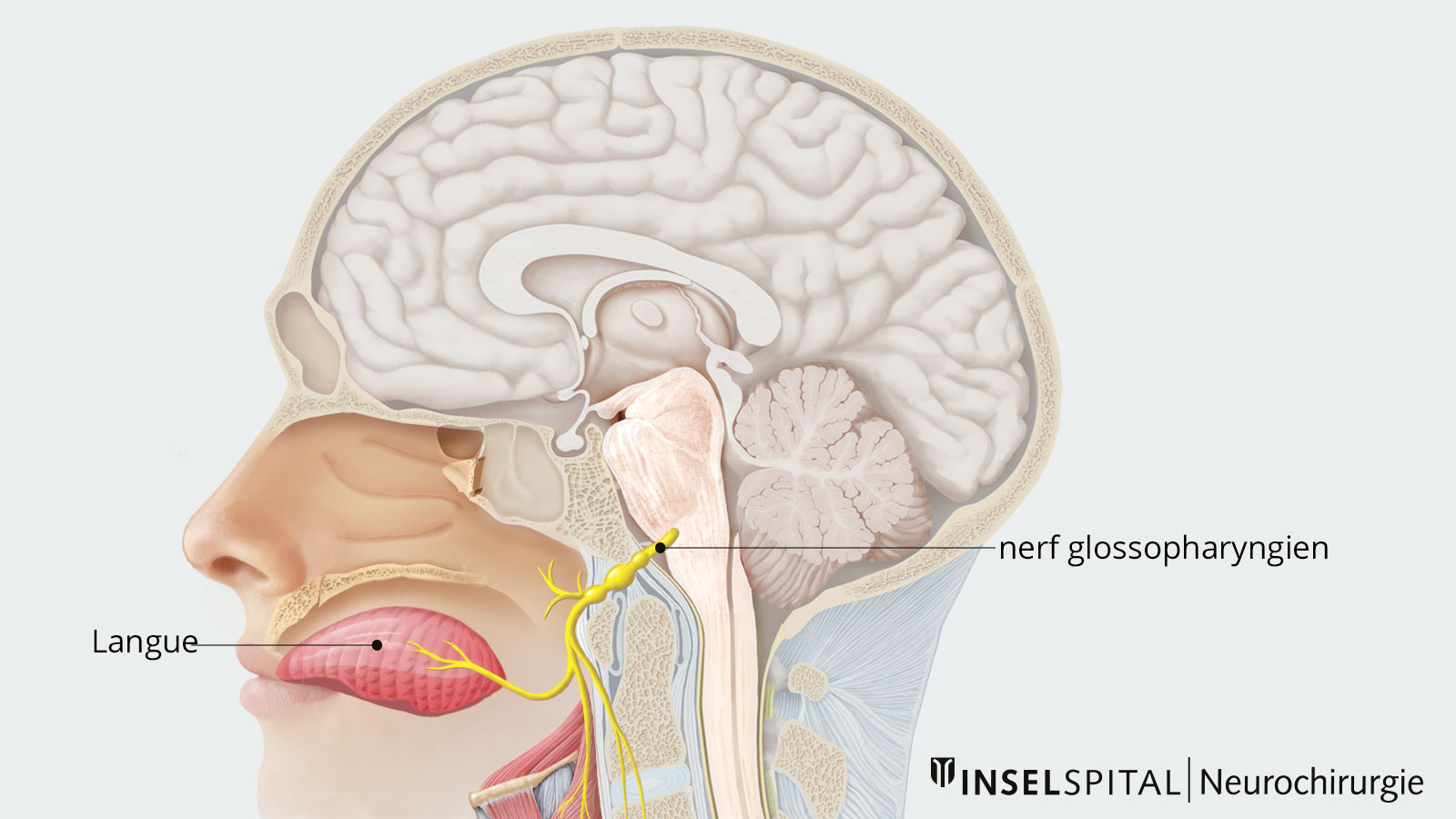 Dessin anatomique d'ensemble du nerf glossopharyngien